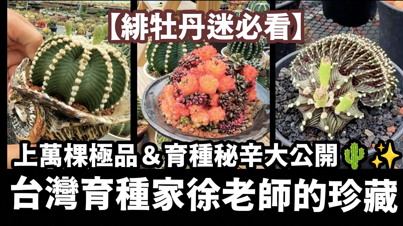 【緋牡丹迷必看】徐老師緋牡丹園｜得獎極品、未命名交種＆台灣育種家秘辛