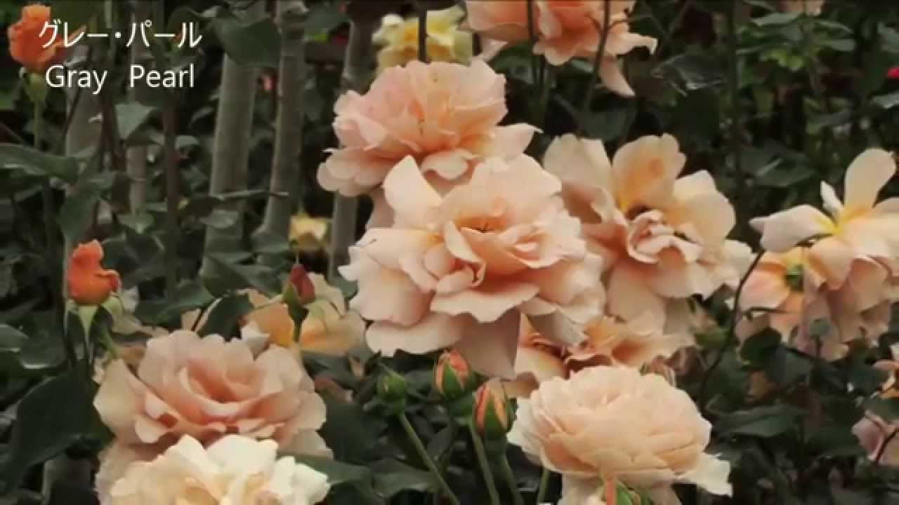 ザ・トレジャーガーデン館林2　ローズガーデン　The Treasure Garden Tatebayashi 2 Rose Garden