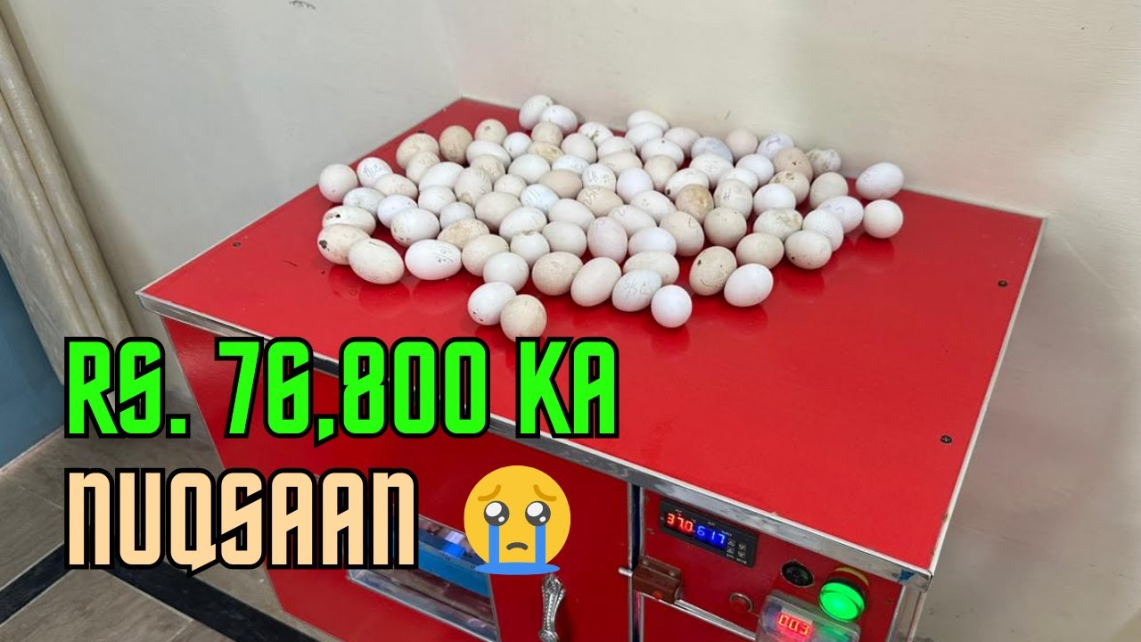 Hatchery Ny 100 Anday Kharaab Kar Diye 😱🥚😭