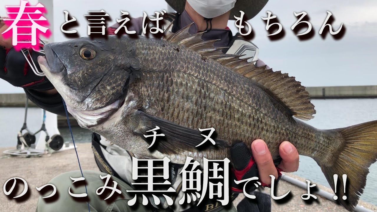 【フカセ釣り】普通の波止で大型黒鯛と対決したら、とんでもない事が…