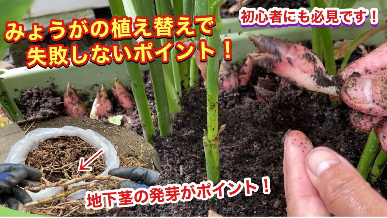 みょうがの植え替えで失敗しないポイント！初心者にも必見です！