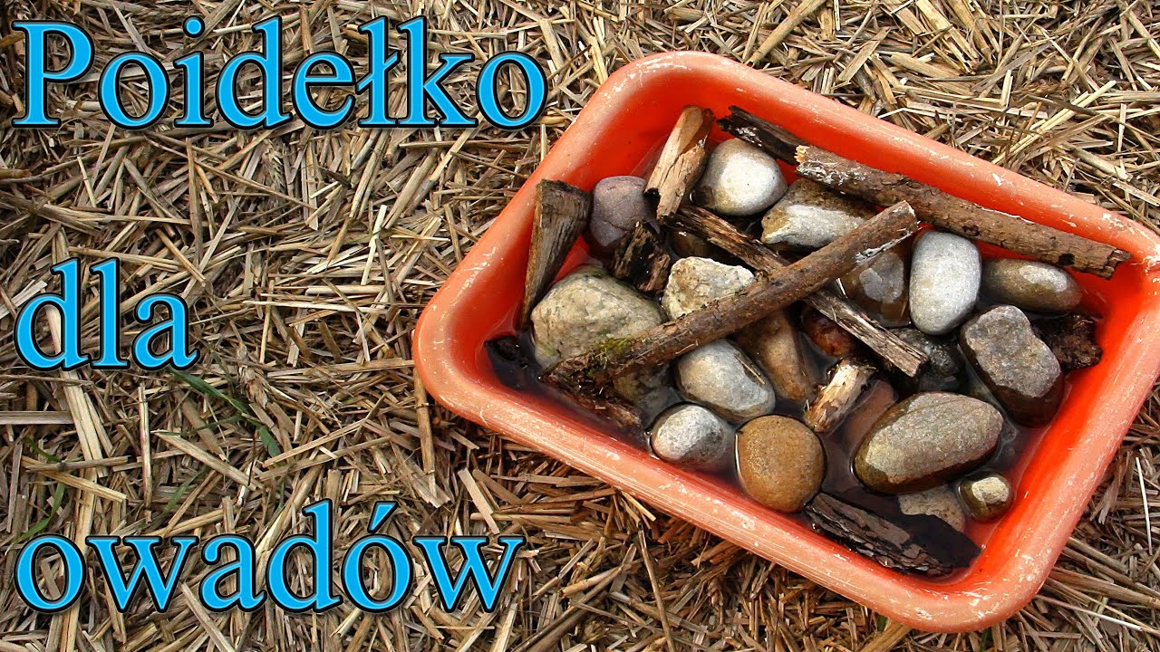 Poidełko dla owadów - najprostsze