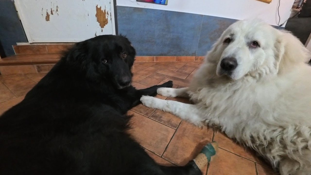 I nostri giorni di gennaio 2026🐶🐾❤💙💛 |Pastore del Crovaro