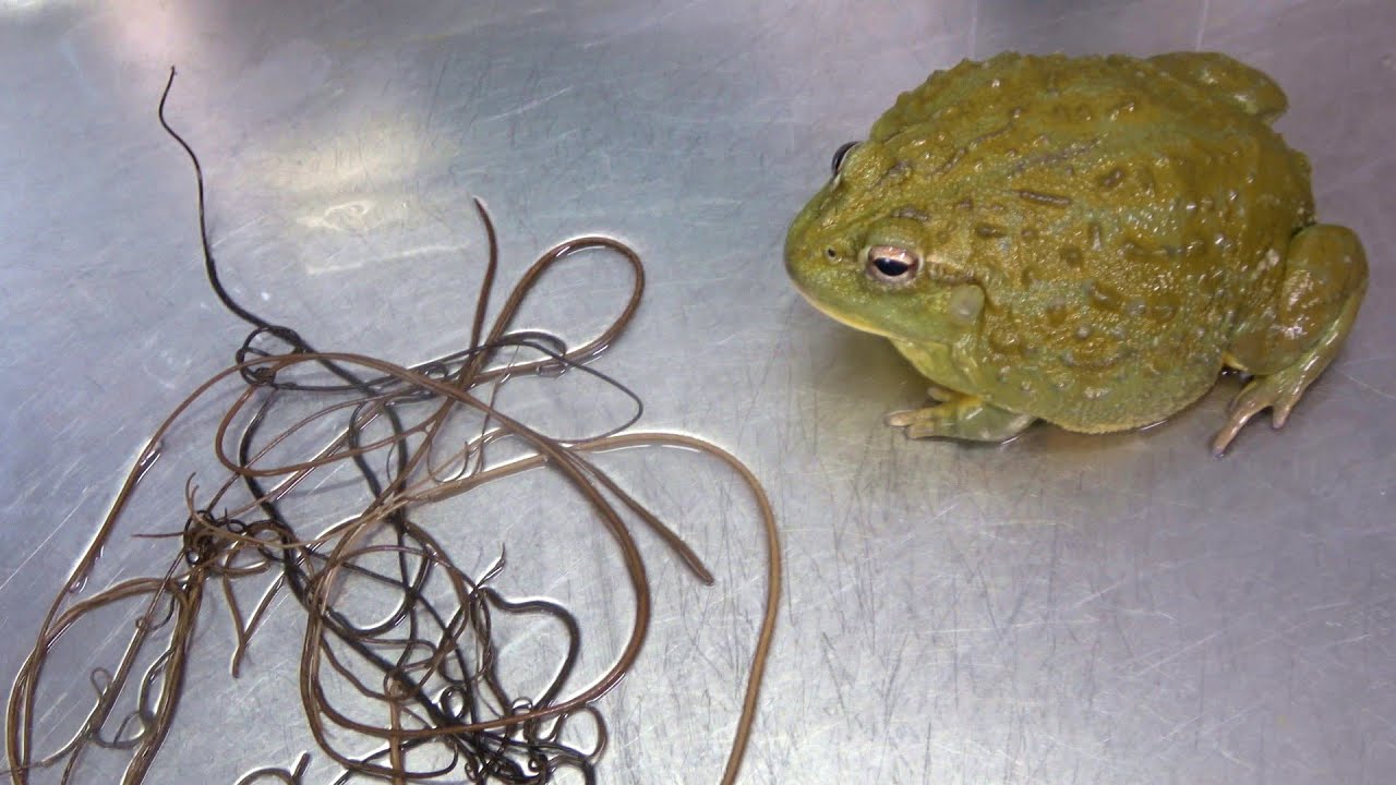 腹ペコのカエルにハリガネムシを見せると...