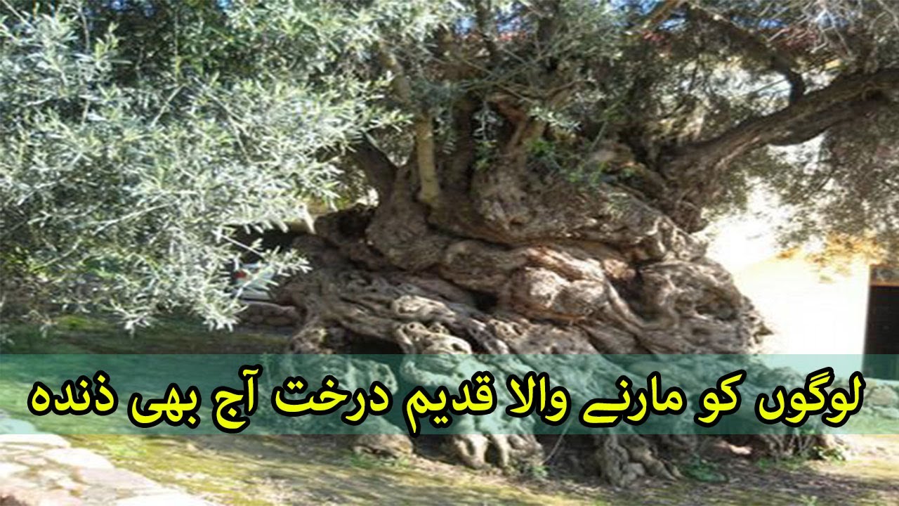 Azari khona |Waheed Khan Tajak| World Oldest Tree |Forestry of Pakistan |Olive Plantaion In Bajaur|