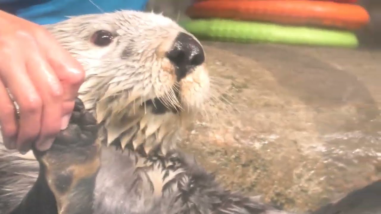 マリンワールド海の中道　ラッコ（リロくん）ショー 2023/4/10