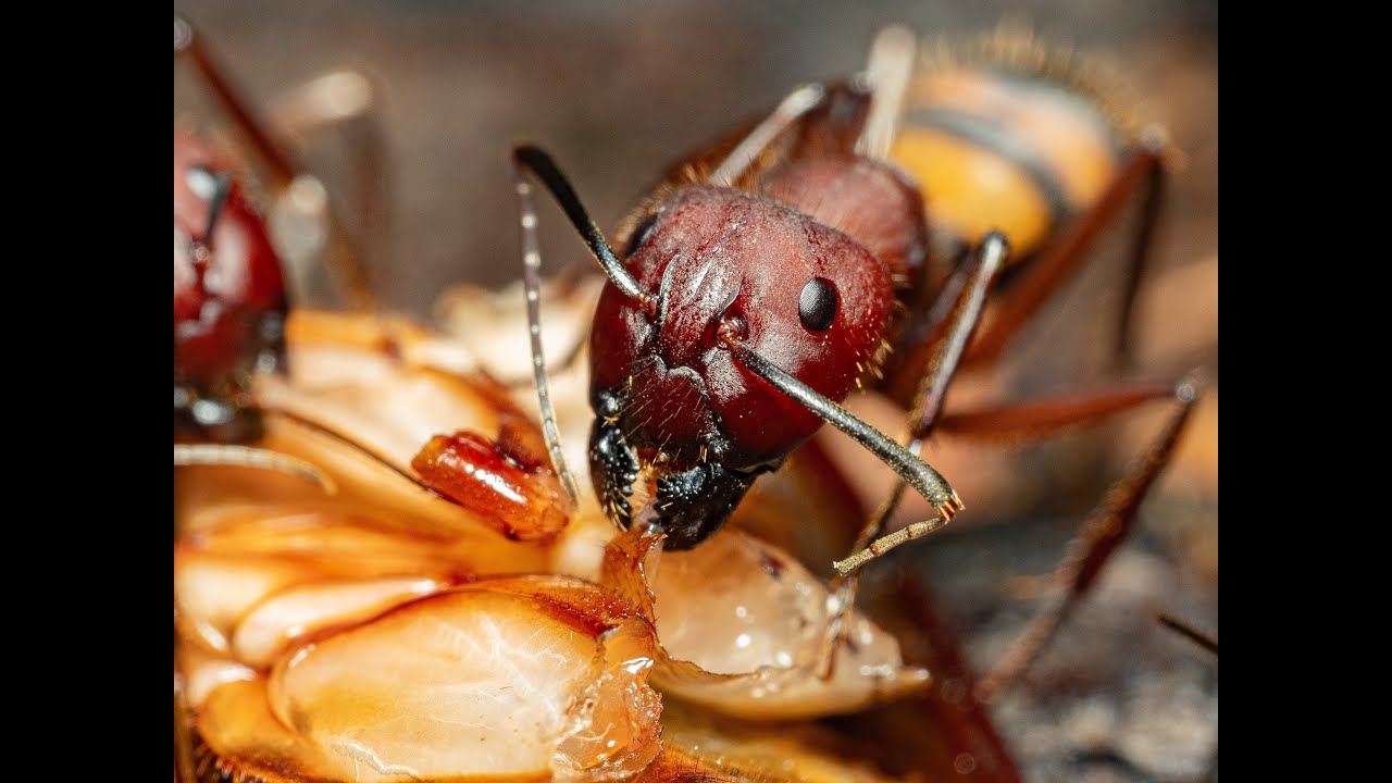 Phorid fly buzzing C. socius