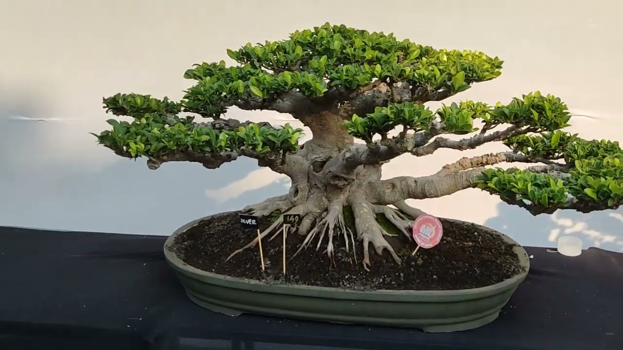 pameran bonsai terbesar berhadiah mobil di ngawi