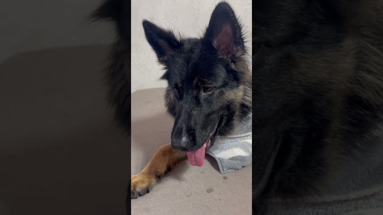 Lila frisch gebadet – unser flauschiges Handtuch-Model! 🛁 