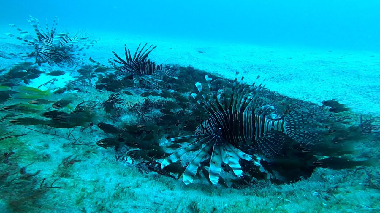 கடலுக்கு அடியில் பிரமிக்க வைக்கும் அழகான அரிய பார்வை|കടലിനടിയിൽ അതിശയകരമായ മനോഹരമായ അപൂർവ കാഴ്ച