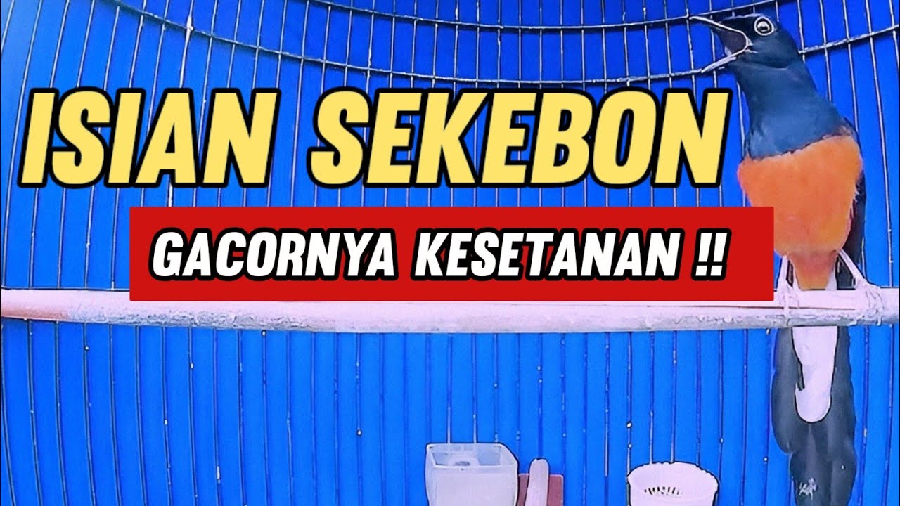 Masteran Murai Batu Sekebon Isian || Gacornya Kesetanan !!  #masteranmuraibatu #muraijuara 