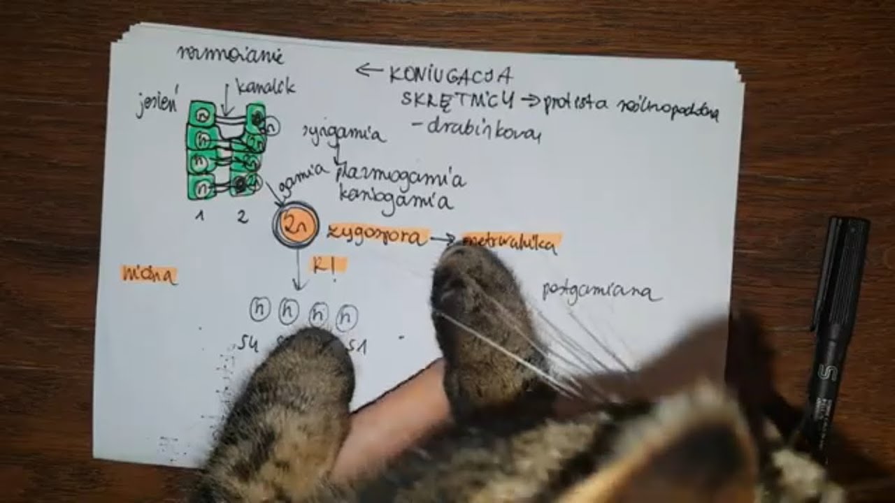 KONIUGACJA SKRĘTNICY -o co chodzi??