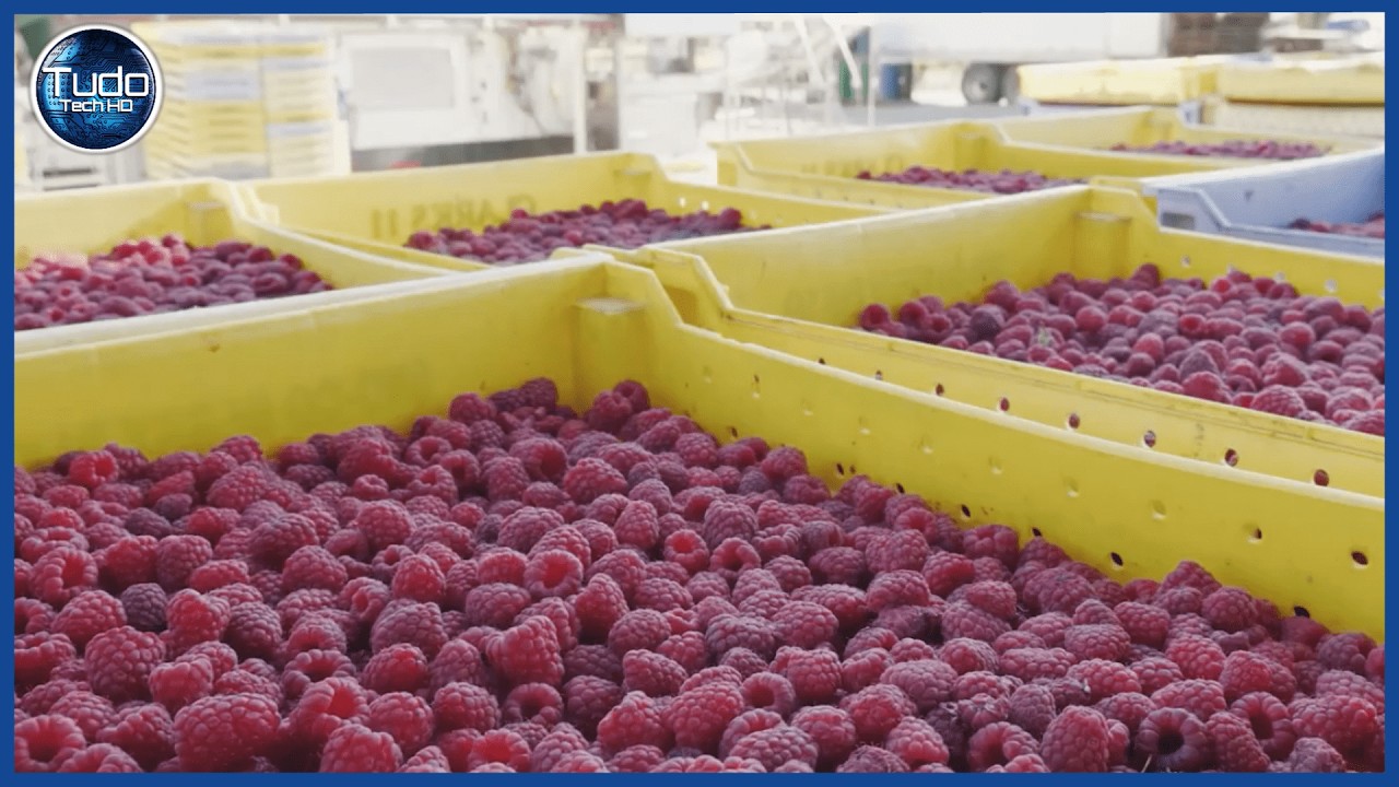Como é feita a Framboesa em Geleia na Fábrica - Incrível Processo de Cultivo e Colheita de Framboesa