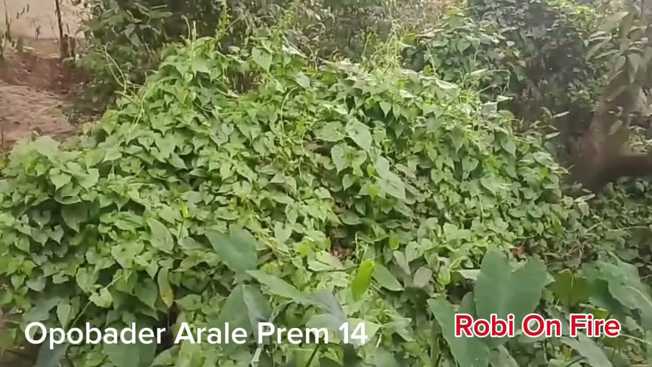 New Golpo: অপবাদের আড়ালে প্রেম (Part-14) Opobader Arale Prem। Robi On Fire