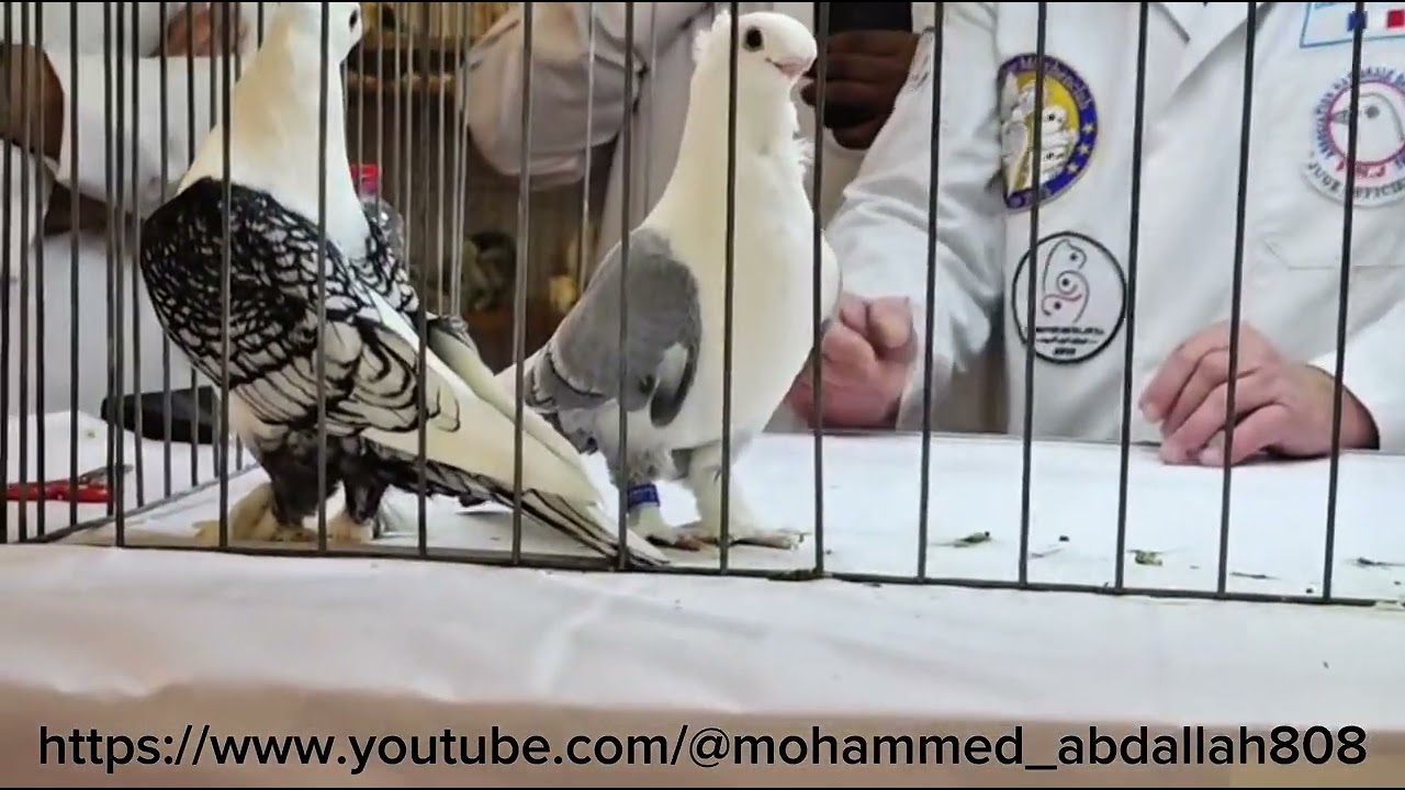 Oriental Frill The best Young Satinette in the show U.A.E 3/1/2026 #pigeon #birds 