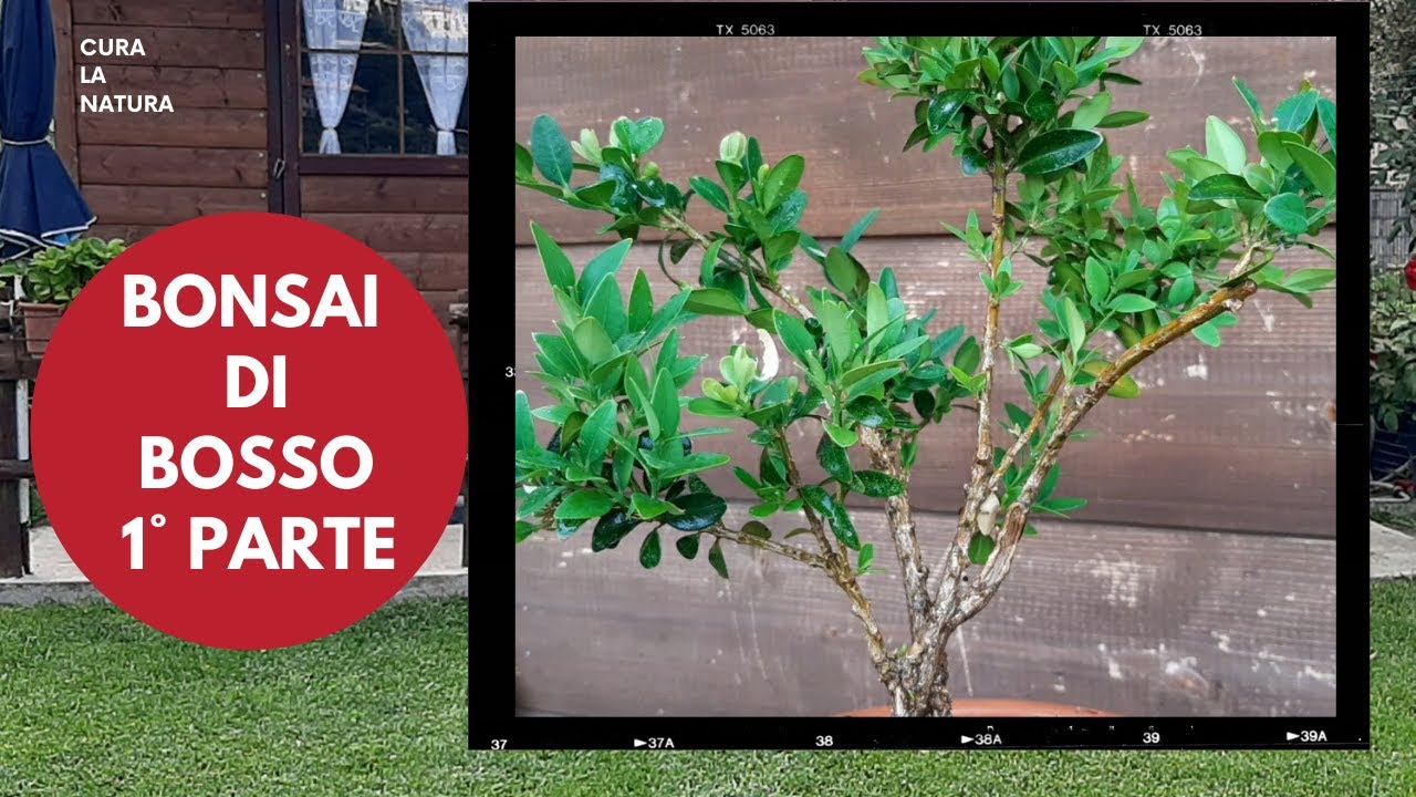 Bonsai di bosso, prima impostazione