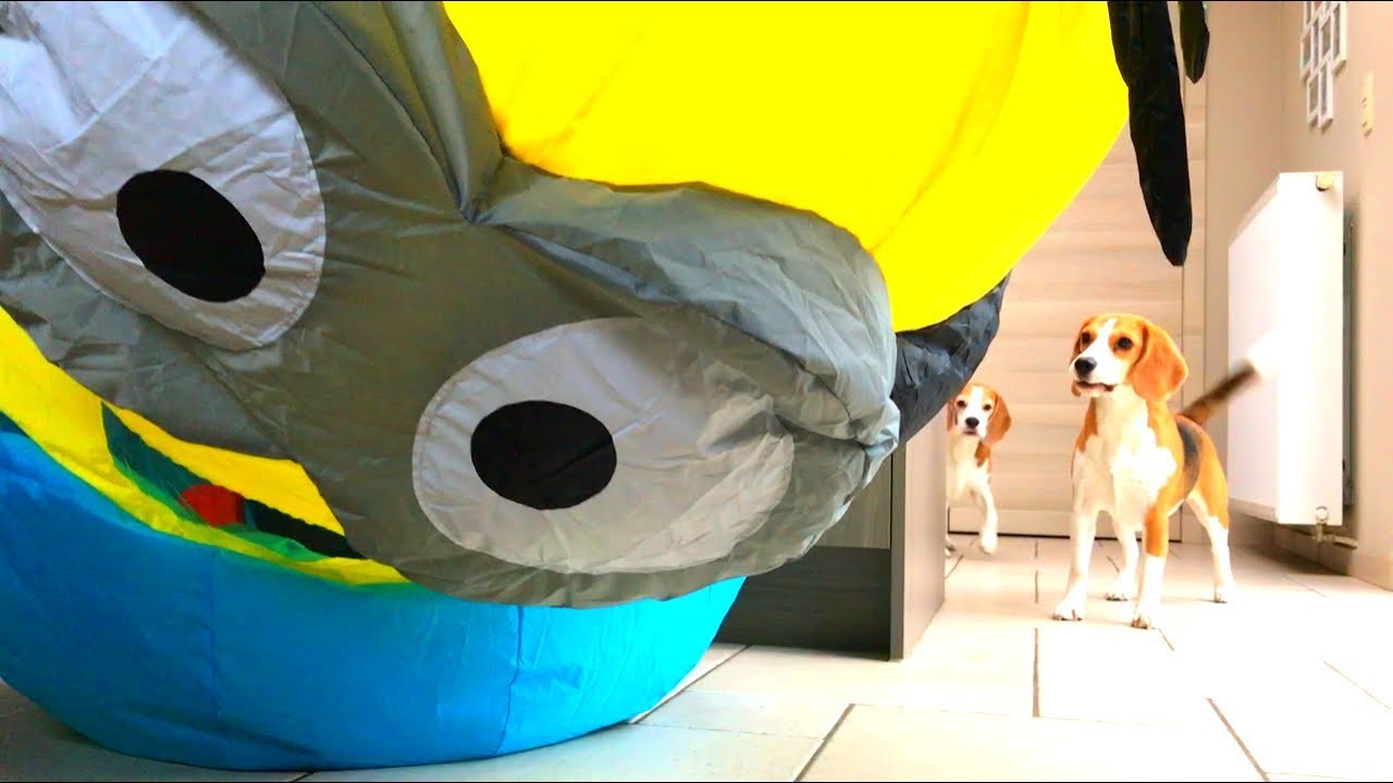 Dogs Vs Minion Prank : Funny Dogs Louie and Marie Ep4