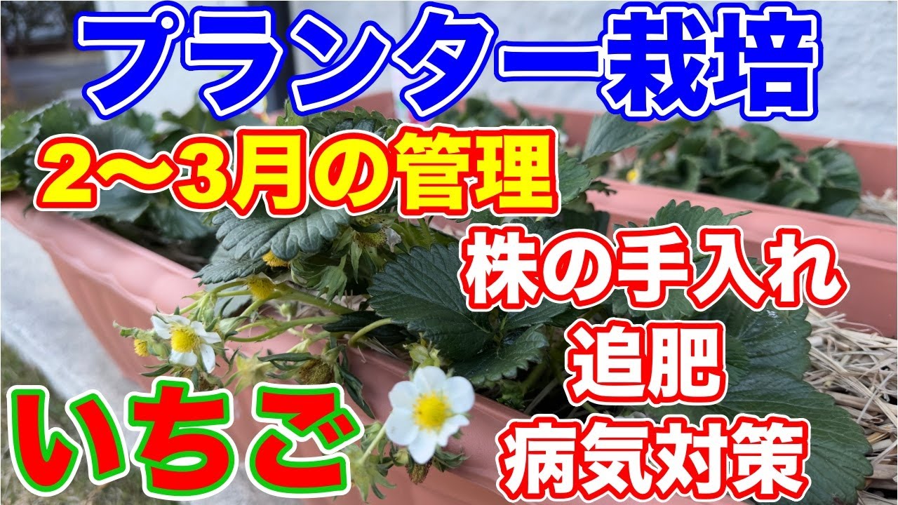 イチゴのプランター栽培。春になったら先ずコレをして下さい。〜サラリーマンでも出来るいちご栽培シリーズ〜