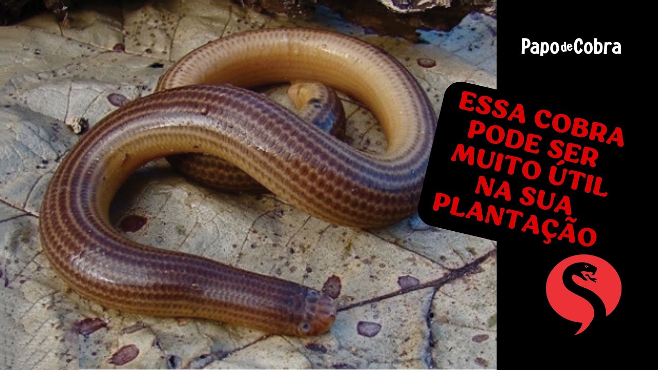 Cobra cega  | Papo de Cobra