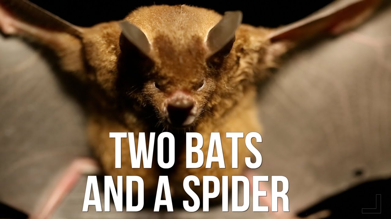 Two Bats and a Spider