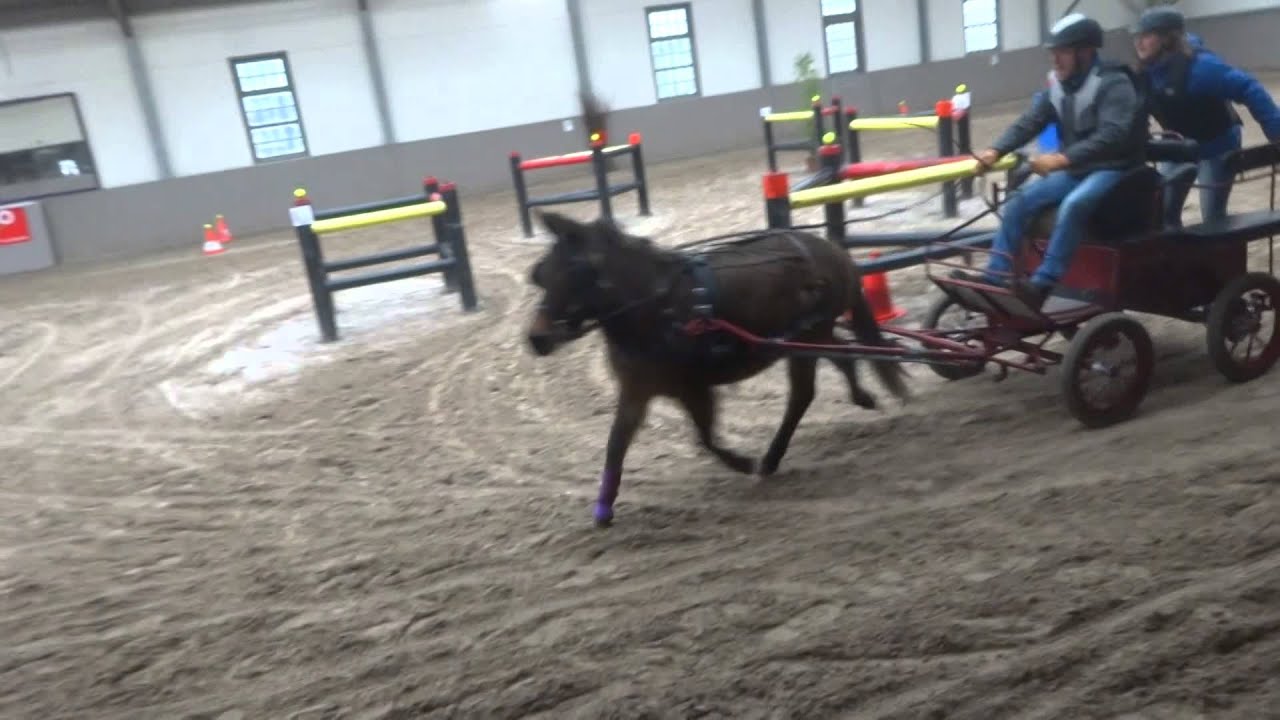 menwedstrijd met charlotte (muilezel)