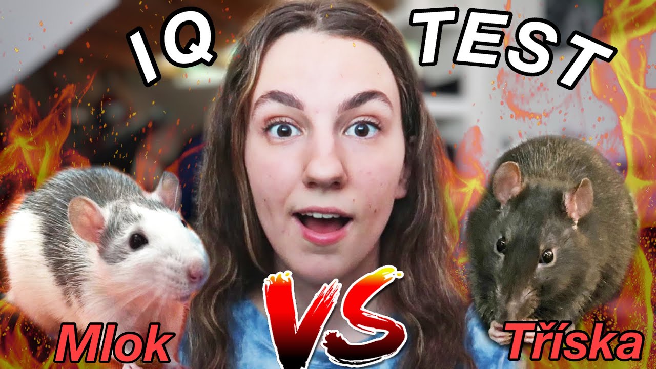 Moji POTKÁNCI jsou nejchytřejší na SVĚTĚ?🐀