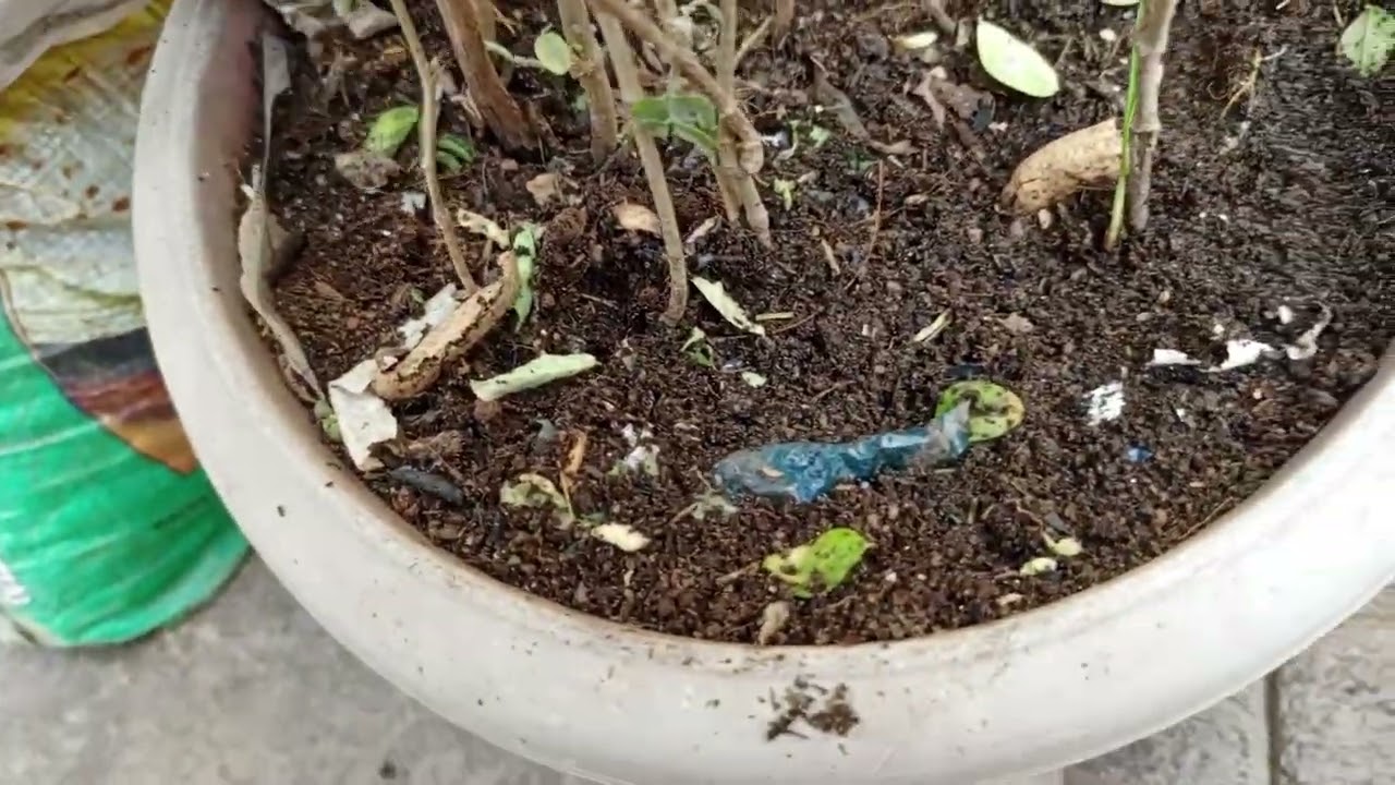  healthy#garden#Apprajita ke plants dorpred se nikal ne ke bad  dege khana apprejita ke podhe ko