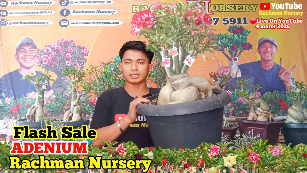 🔴 Live Flash Sale Adenium Bunga Tumpuk Dan Karakter (4 Maret 2026)
#rachmannursery #adenium
