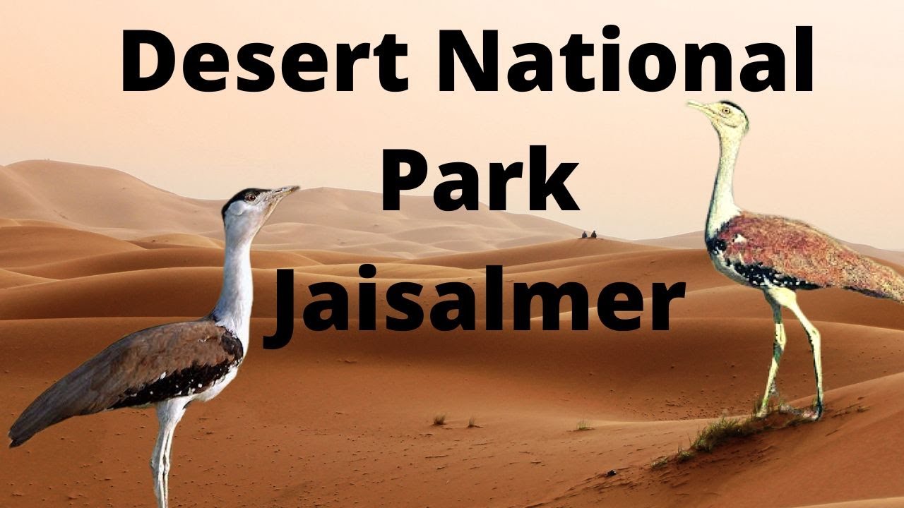 Desert National Park, Jaisalmer I Rajasthan I India I Breeding Ground of the Great Indian Bustard...