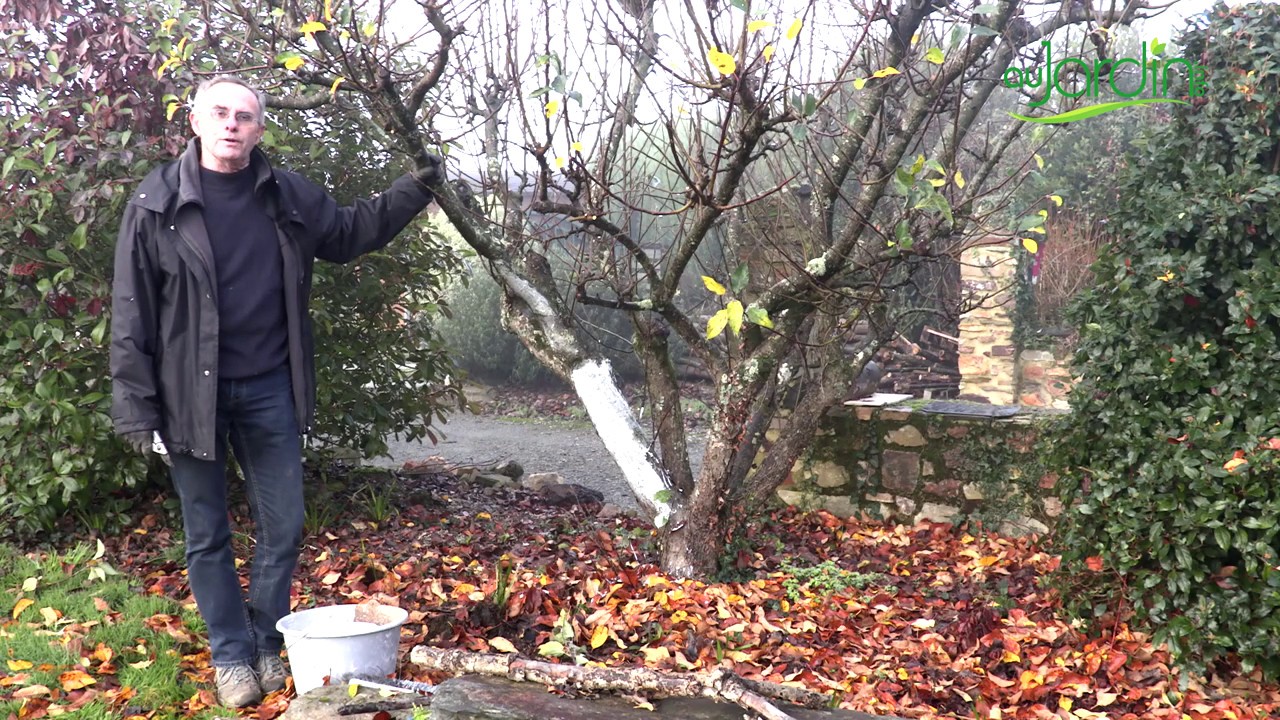 Quel ENTRETIEN pour les ARBRES FRUITIERS après la récolte ?
