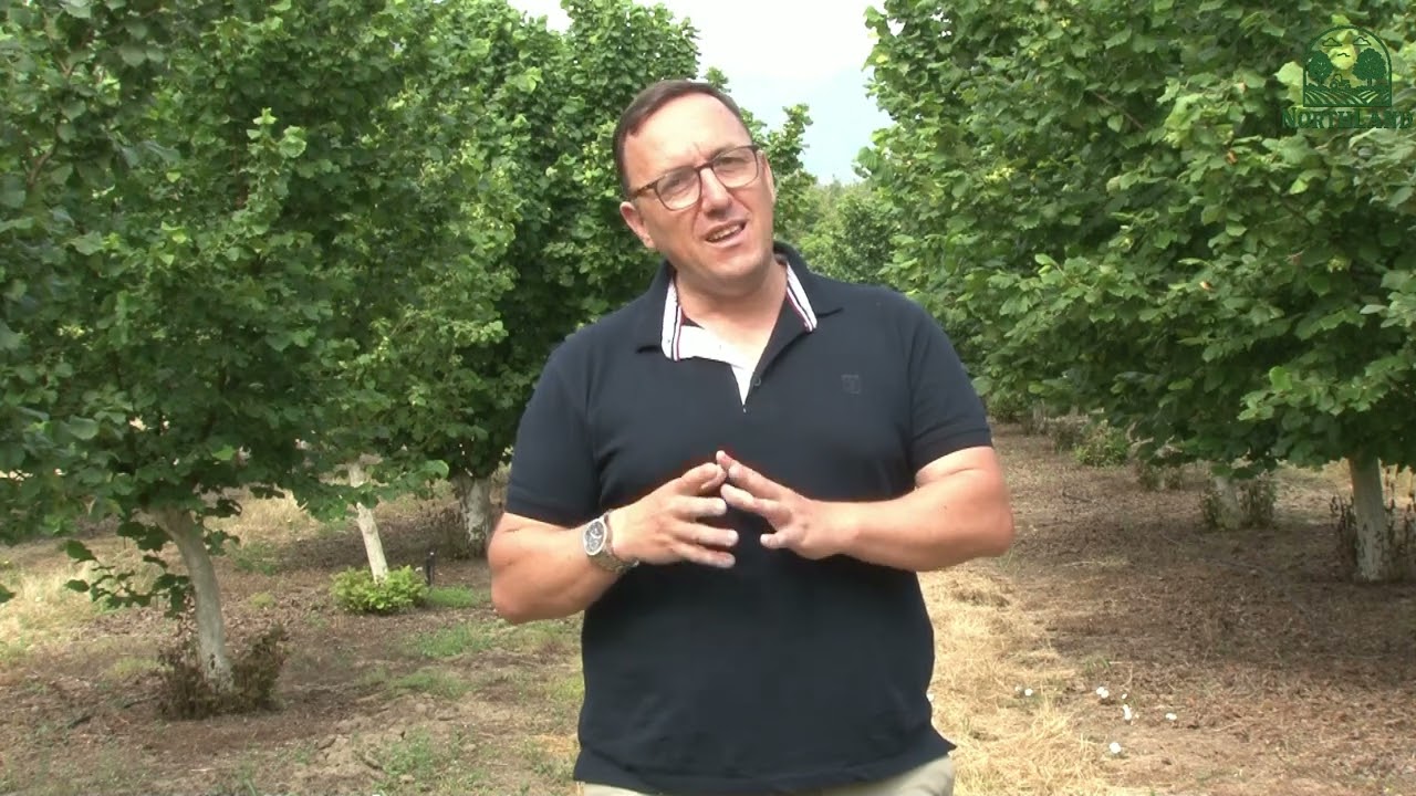 Καλλιέργεια φουντουκιάς (hazelnut ) όσα πρέπει να ξέρετε μέρος πρώτο