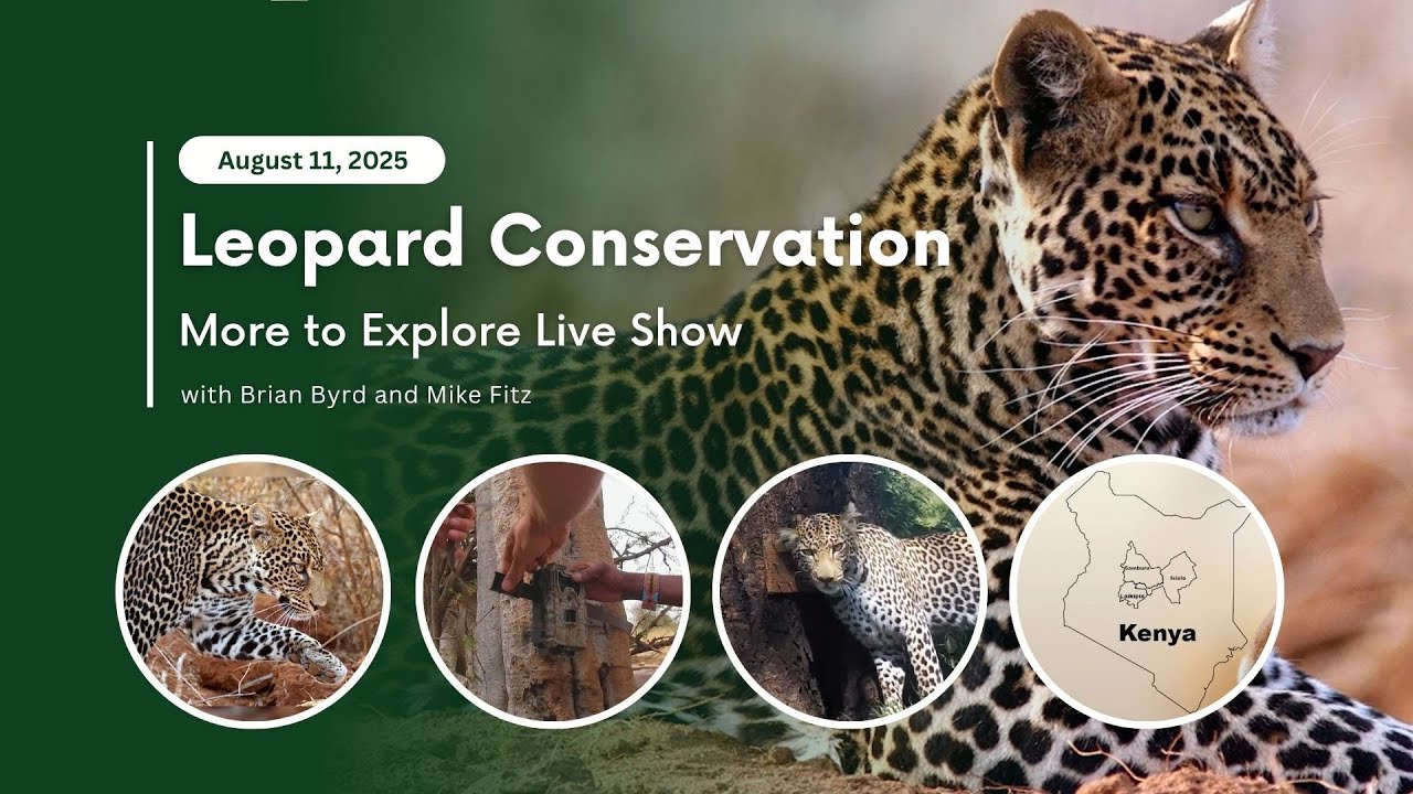 Leopard Conservation | More to Explore Live Show