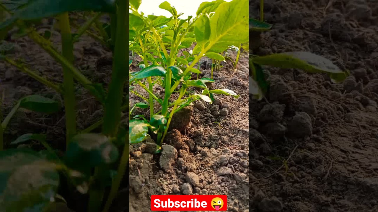 potato plants amazing video