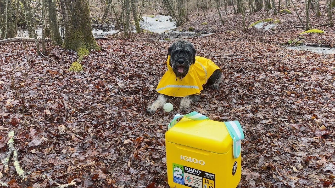 Hike And Cook By The River With My Salt & Pepper Giant Schnauzer