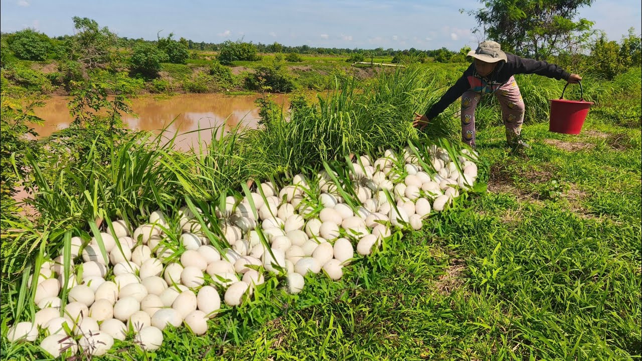 Top amazing - pick a lot of duck eggs under grass at field near the road by hand skill