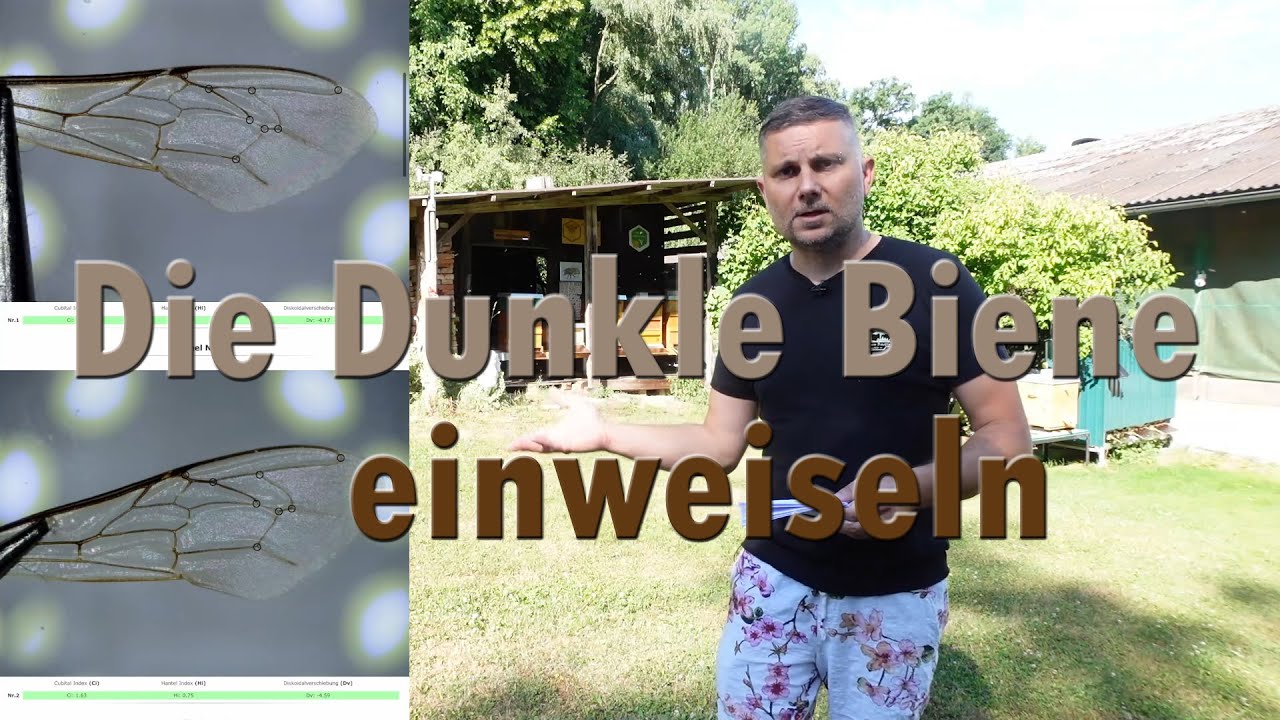 Die Dunkle Biene