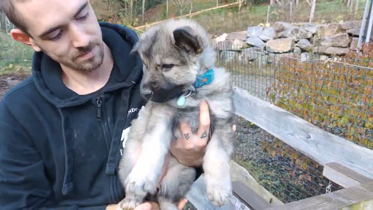 Les chiots d'Oumi et de Tamara dans leur septième semaine :)