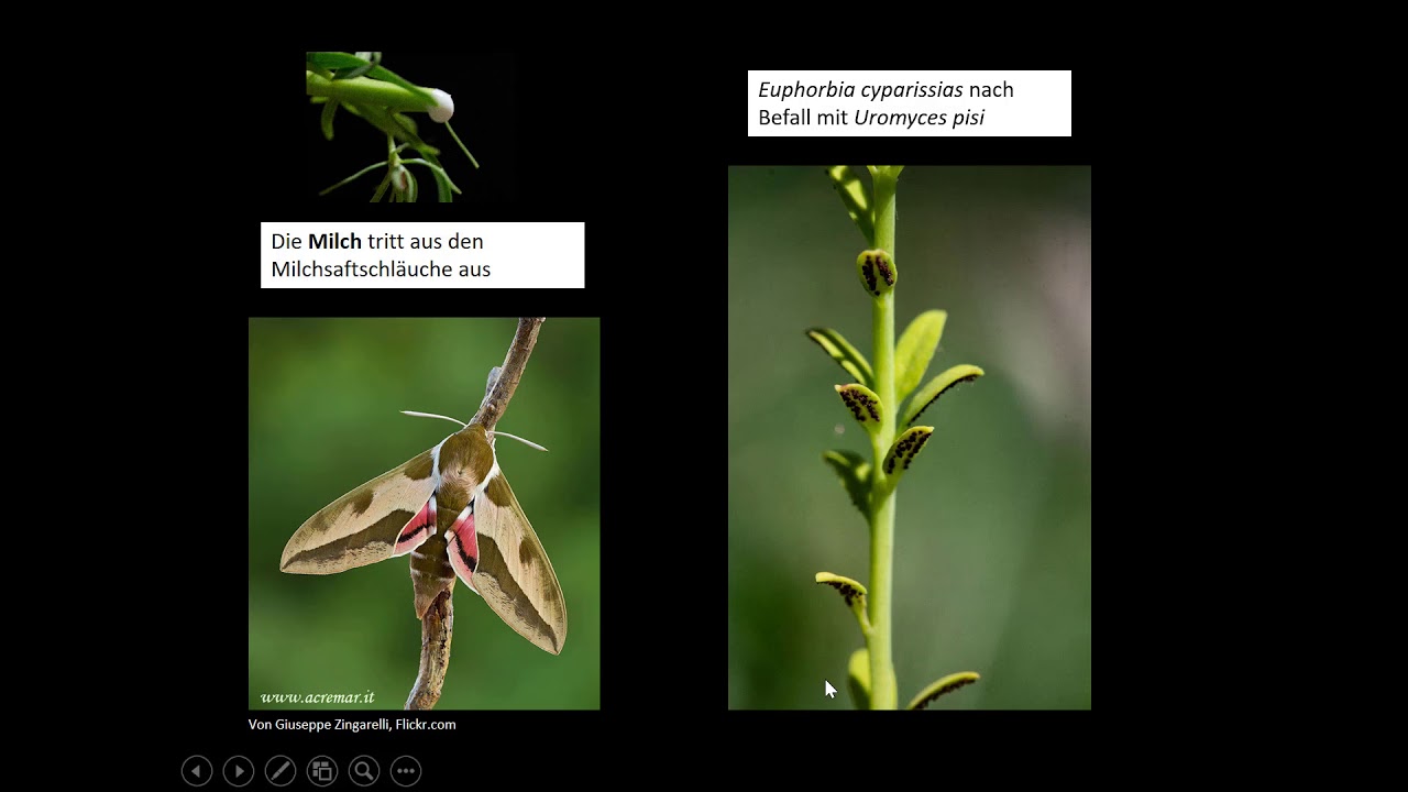Vorstellung Euphorbiaceae
