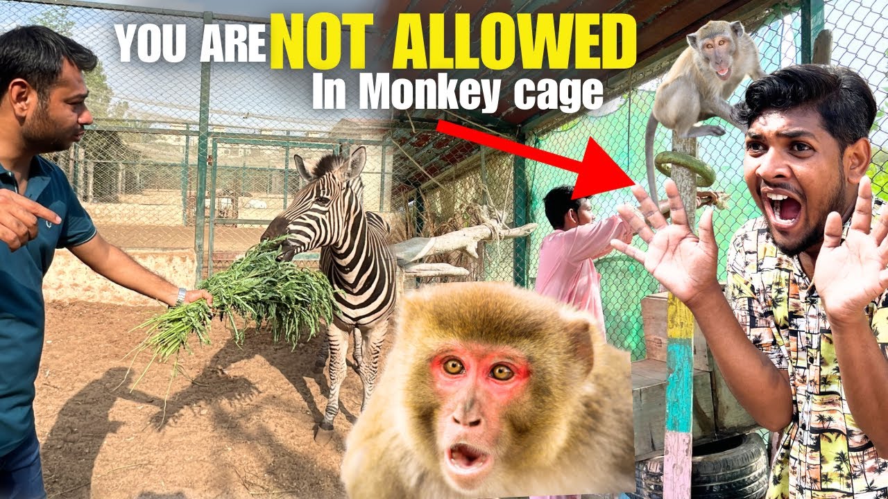 Monkey ne attack Kara Dawood pr 😱monkey house set Kara Ajj big zoo me