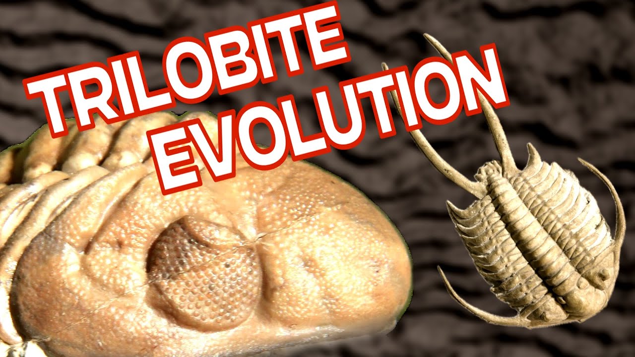 Trilobite Evolution: 270 Million Years of Survival
