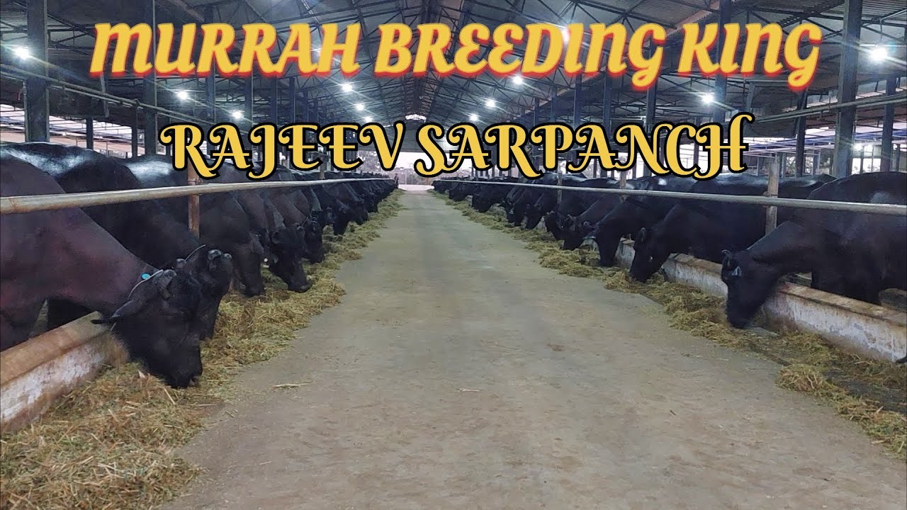 👍Murrah Breeding King - Rajeev Sarpanch ✌️