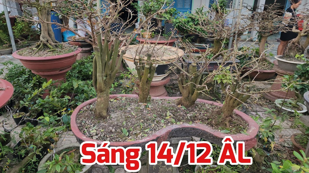 Sáng 14/12 ÂL - Cập Nhật Các Cây Mai Sau Khi Lặt Lá