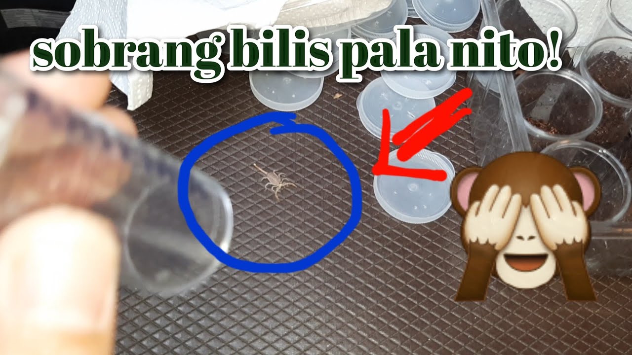 Usapang Babies | scorplings and Spiderlings | Pseuhapalopus | Chaerilus | Smeringurus