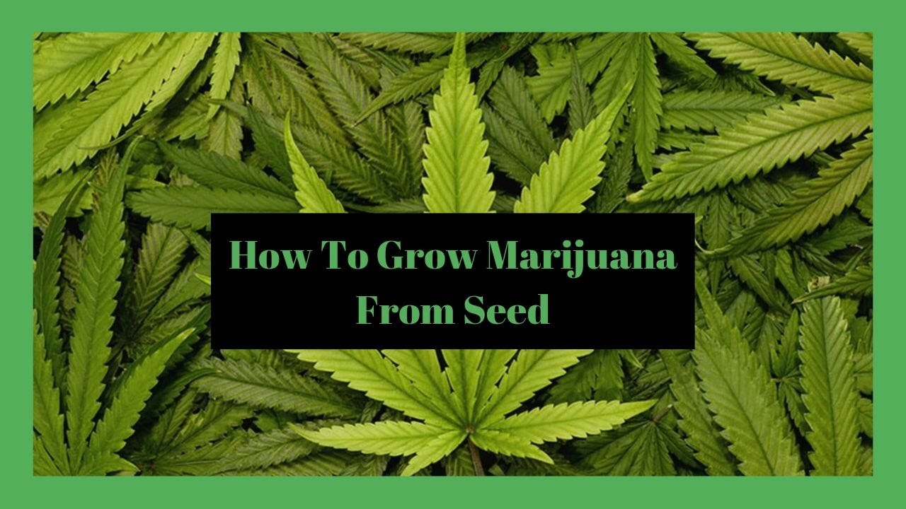 The Easiest Way To Grow Marijuana From Seed