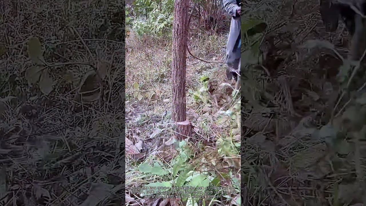 Powerful Brushcutter Saw Blade Action #worker #process #cutting #gardening #tools