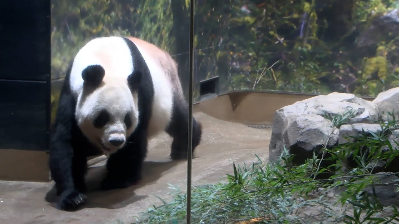 「故郷でも元気で」別れ惜しむ　パンダ２頭、最後の観覧日　上野動物園
