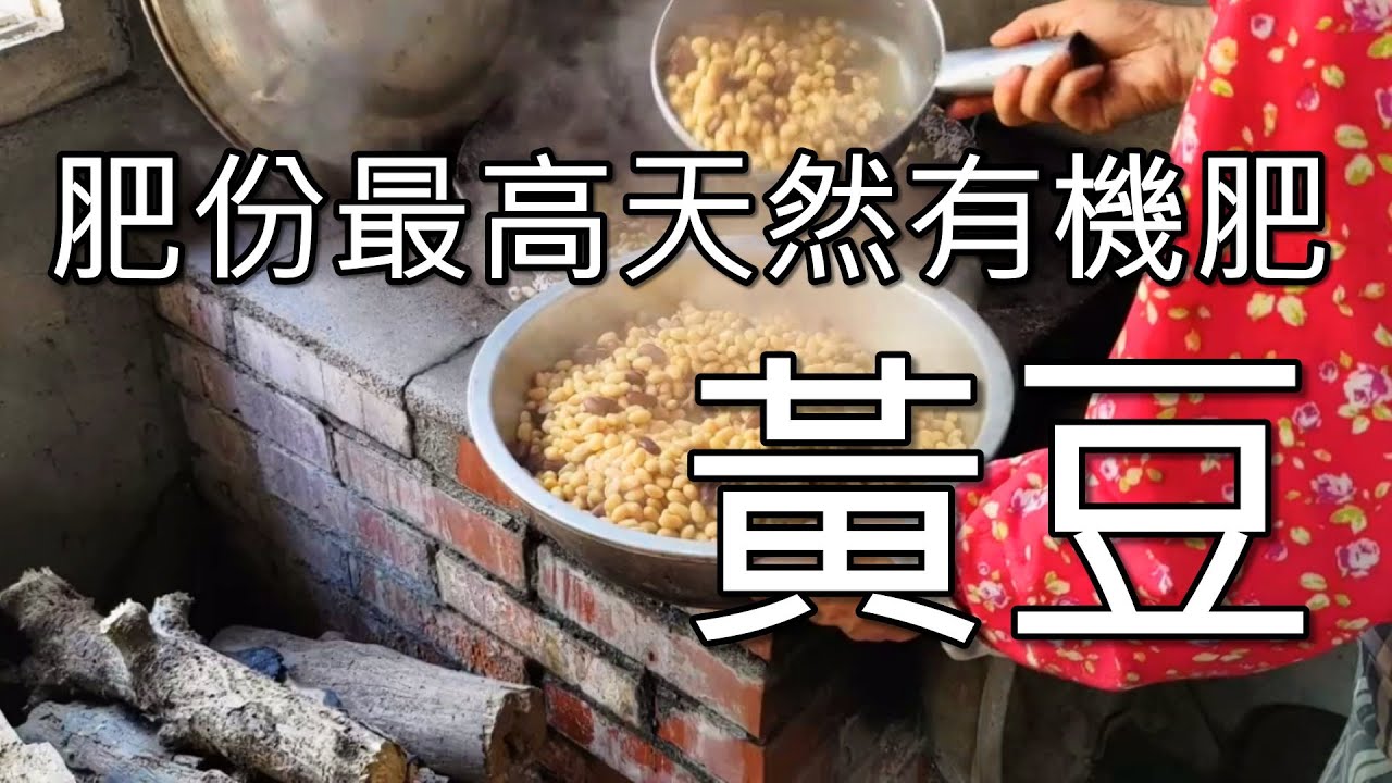 三種黃豆肥的製作方法 黃豆堆肥 黃豆液體酵素肥 黃豆長效肥製作