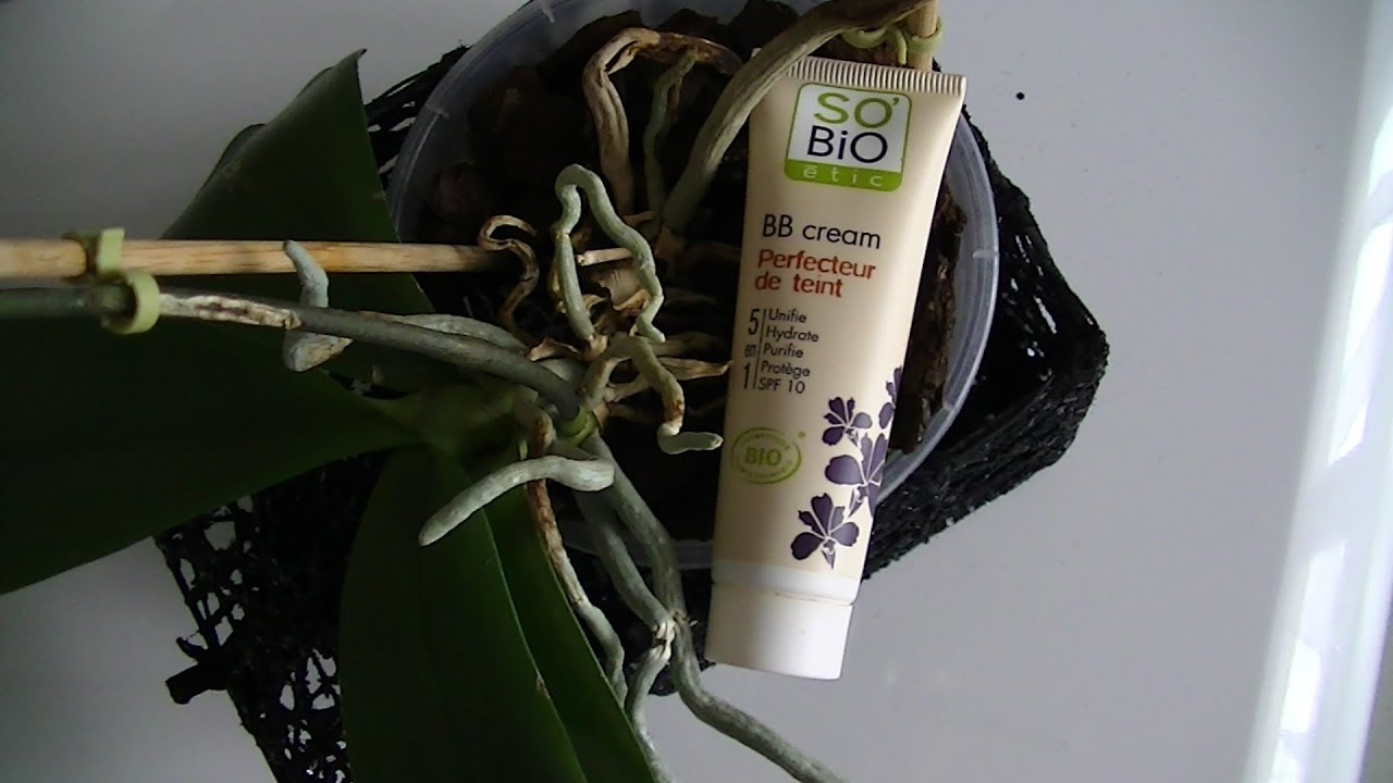 Crash Test de la Bb Cream Perfecteur de Teint de So Bio étic