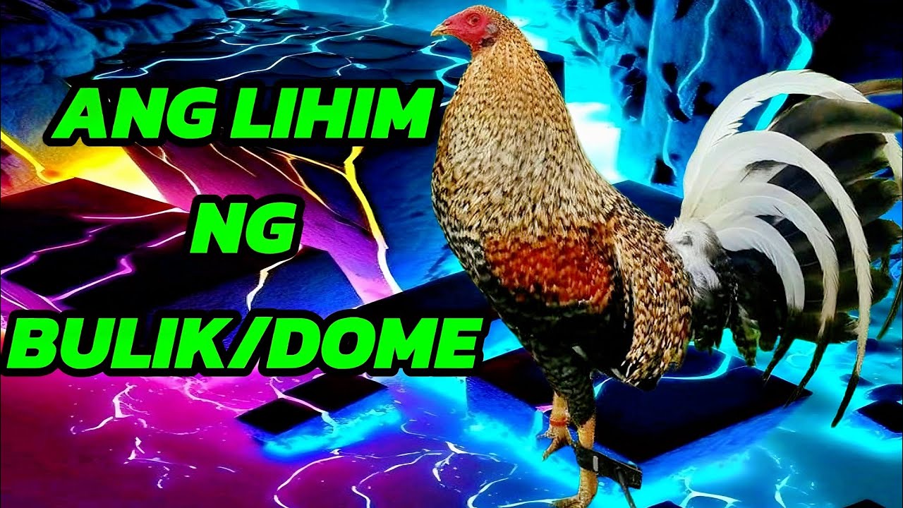 Bulik/Dom: Ang Alamat ng Mga Manok na Panlaban!