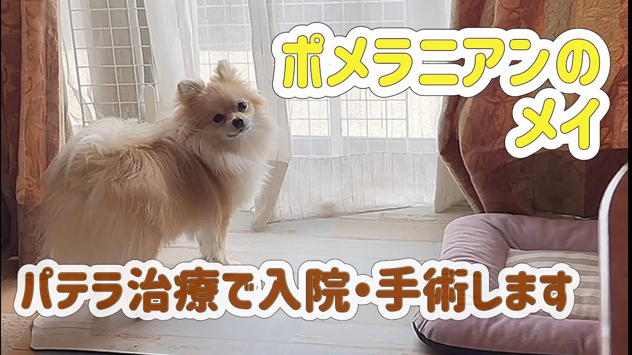 ポメラニアンのメイ　パテラ治療で入院・手術します
